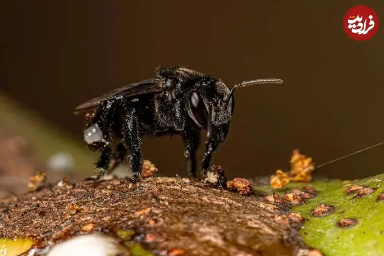 برای نخستین بار در تاریخ یک حشره صاحب حقوق قانونی شد