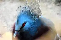 عکس| بزرگ‌ترین کبوتر جهان: شاهکار بالدار با تاج سلطنتی