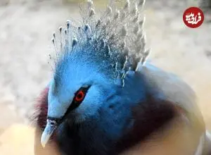 عکس| بزرگ‌ترین کبوتر جهان: شاهکار بالدار با تاج سلطنتی