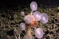 جانوران حیرت‌انگیزی که در اعماق آب‌های نزدیک به قطب جنوب کشف شده‌اند