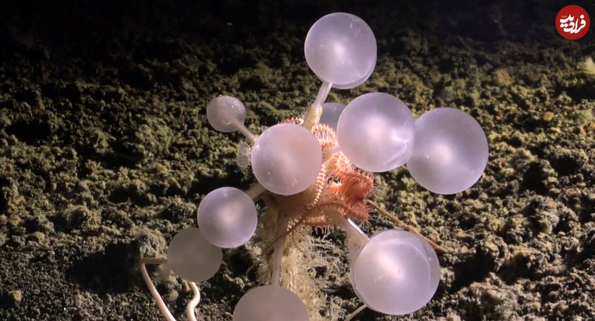 جانوران حیرت‌انگیزی که در اعماق آب‌های نزدیک به قطب جنوب کشف شده‌اند