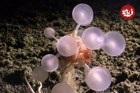 جانوران حیرت‌انگیزی که در اعماق آب‌های نزدیک به قطب جنوب کشف شده‌اند