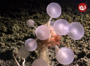 جانوران حیرت‌انگیزی که در اعماق آب‌های نزدیک به قطب جنوب کشف شده‌اند