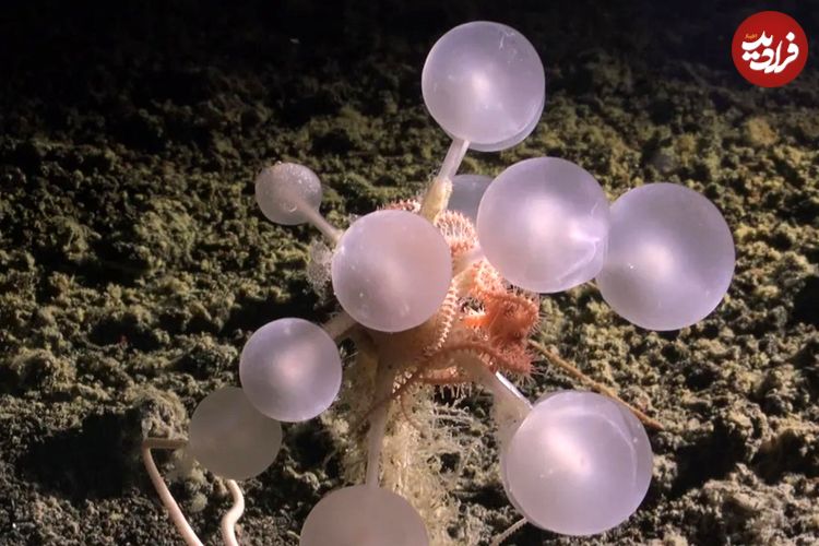 جانوران حیرت‌انگیزی که در اعماق آب‌های نزدیک به قطب جنوب کشف شده‌اند