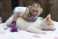 (ویدئو) این گربه برای بچه میمون مادری می‌کند!