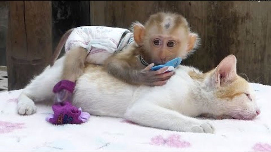 (ویدئو) این گربه برای بچه میمون مادری می‌کند!