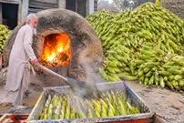 ببینید| غذای خیابانی در پاکستان؛ پخت بلال در شن داغ و در پیشاور