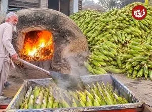ببینید| غذای خیابانی در پاکستان؛ پخت بلال در شن داغ و در پیشاور
