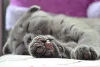 ویدیوی شوکه‌کننده از موجودات زنده در کف پای گربه!