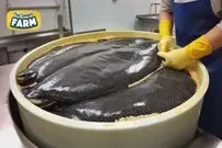 (ویدئو) مزرعه پرورش ماهی خاویاری؛ چگونه گران ترین خاویار جهان تولید و بسته بندی می شود؟