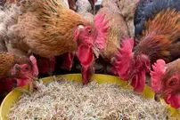 (ویدئو) روش خلاقانه کشاورز ویتنامی برای پروار کردن 2500 مرغ و خروس محلی اش