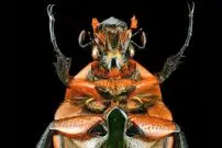 تصاویر| سوسک ماداگاسکار زیر ذره بین 