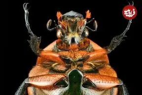 تصاویر| سوسک ماداگاسکار زیر ذره بین 