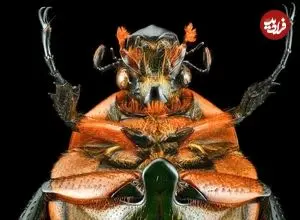 تصاویر| سوسک ماداگاسکار زیر ذره بین 