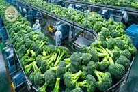 ببینید| چگونه آمریکایی ها هزاران تن کلم بروکلی را برداشت و فرآوری می کنند؟