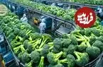ببینید| چگونه آمریکایی ها هزاران تن کلم بروکلی را برداشت و فرآوری می کنند؟