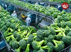 ببینید| چگونه آمریکایی ها هزاران تن کلم بروکلی را برداشت و فرآوری می کنند؟