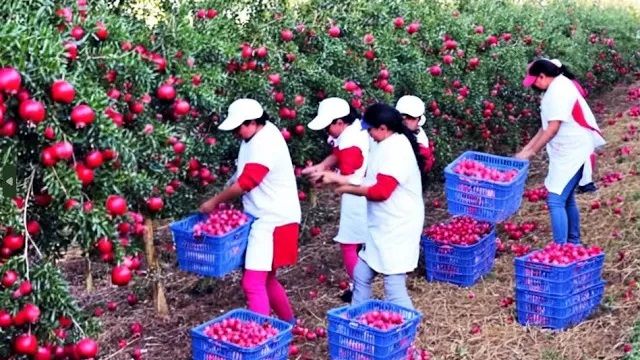 (ویدئو) مراحل دیدنی کشت، برداشت و فرآوری صدها تن «انار» از نمای نزدیک