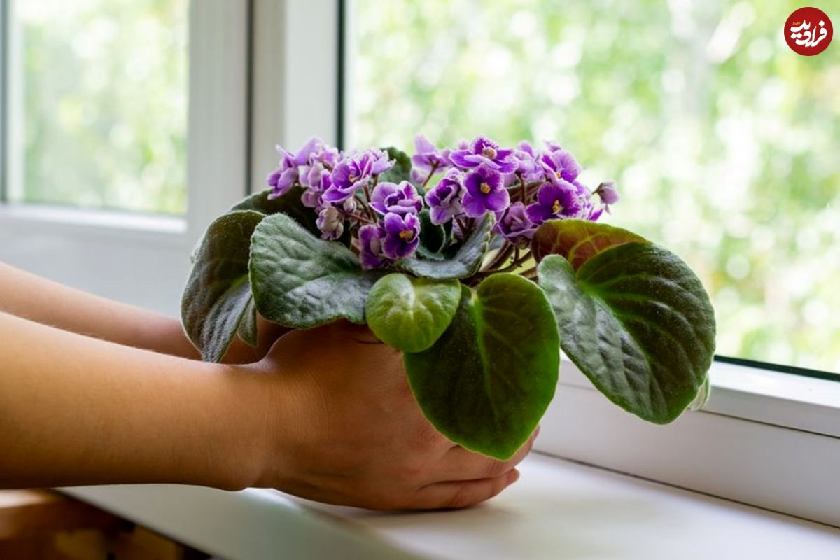 (تصاویر) 8 گیاه آپارتمانی زیبا که در هر آشپزخانه ای رشد می کنند