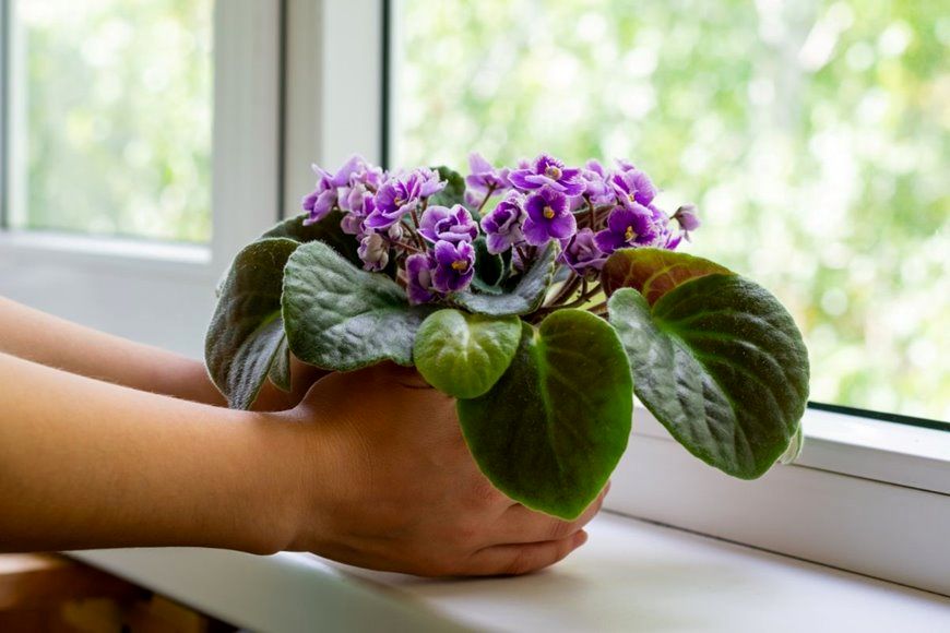 (تصاویر) 8 گیاه آپارتمانی زیبا که در هر آشپزخانه ای رشد می کنند