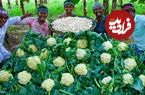 ببینید؛ غذای روستایی در هند؛ پخت غذای غول پیکر با قارچ و گل کلم 