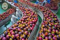 ببینید| چگونه تایلندی ها صدها تن میوه منگوستین را برداشت و فرآوری می کنند؟