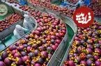 ببینید| چگونه تایلندی ها صدها تن میوه منگوستین را برداشت و فرآوری می کنند؟