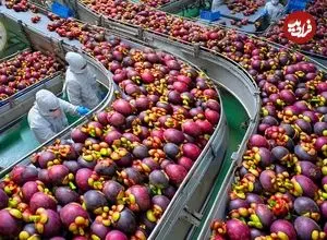 ببینید| چگونه تایلندی ها صدها تن میوه منگوستین را برداشت و فرآوری می کنند؟