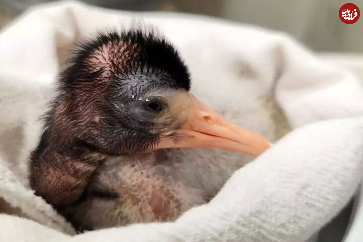 ( عکس) تولد پرنده‌ای عجیب در باغ‌وحشی در آمریکا