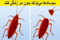 ۱۰ حقیقت علمی عجیب که به طرز باورنکردنی صحت دارند