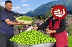 (ویدئو) فرآیند تهیه ترشی «آلوچه» به سبک دو بانوی روستایی اهل کشور آذربایجان