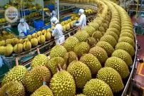 ببینید| چگونه تایلندی ها هزاران تن دوریان، پادشاه میوه ها را برداشت می کنند؟