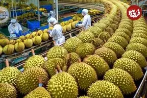 ببینید| چگونه تایلندی ها هزاران تن دوریان، پادشاه میوه ها را برداشت می کنند؟