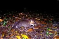 «گربۀ سَرپَخ» بعد از 30 سال دوباره در تایلند دیده شد