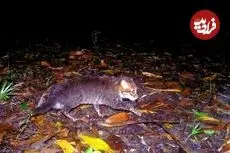 «گربۀ سَرپَخ» بعد از 30 سال دوباره در تایلند دیده شد