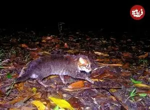 «گربۀ سَرپَخ» بعد از 30 سال دوباره در تایلند دیده شد