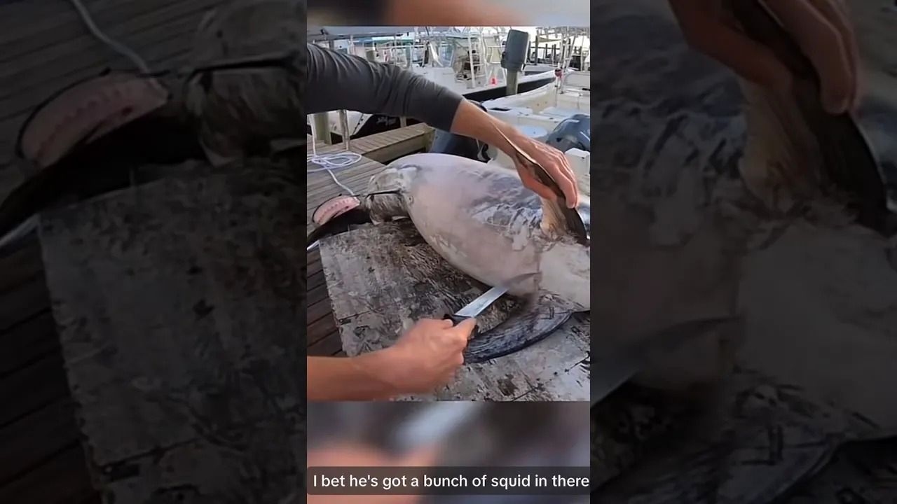 (ویدئو) این ماهیگیر آمریکایی، 16 ماهی مرکب را از شکم شمشیر ماهی غول پیکر بیرون کشید