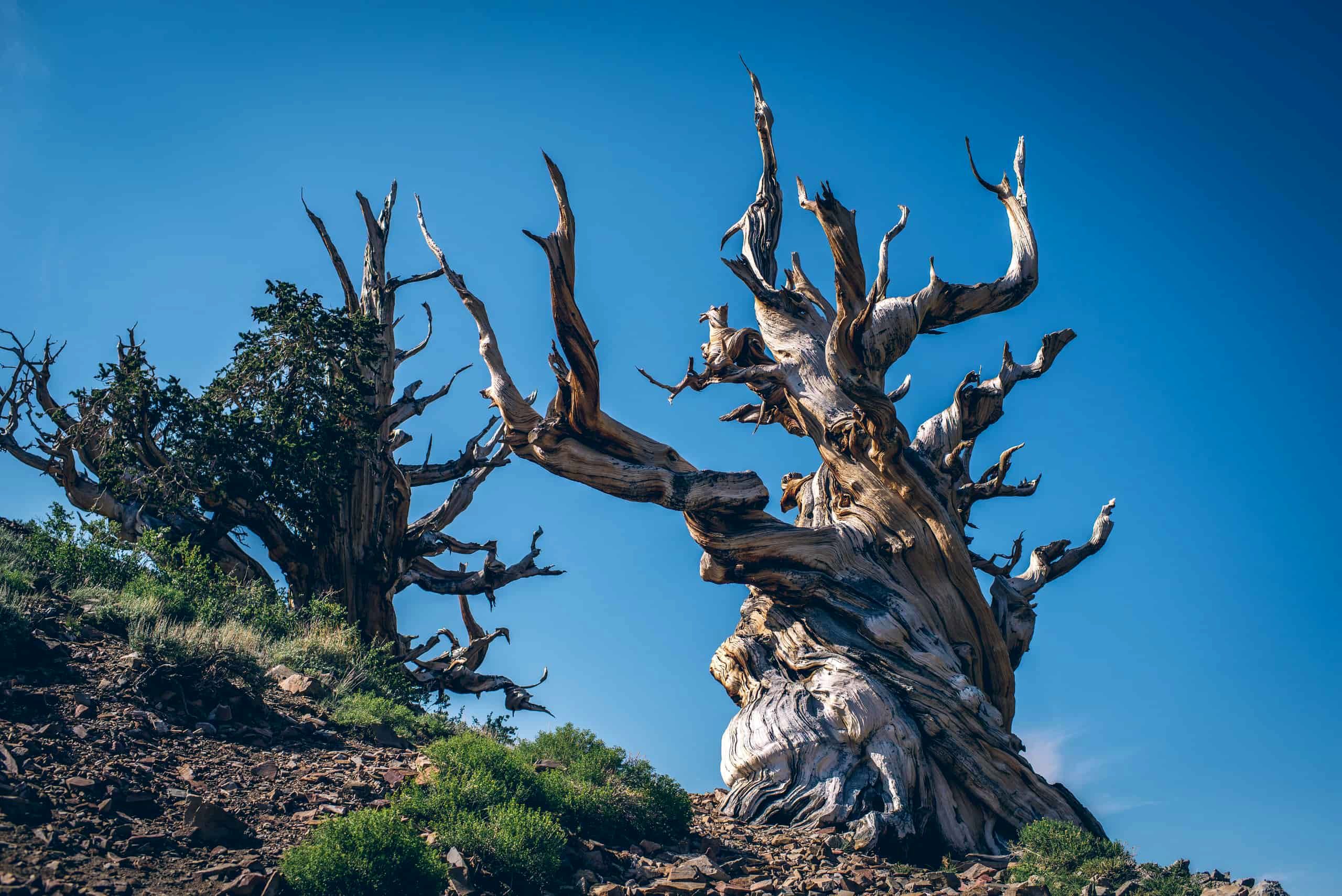 (ویدئو) پیرترین درختان جهان را بشناسید با عمری فراتر از تصور