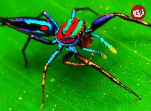 ببینید| 5 گونه از زیباترین و شگفت انگیزترین عنکبوت های دنیا