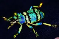 ببینید| زیباترین و بامزه ترین سوسک های خرطوم دار جهان