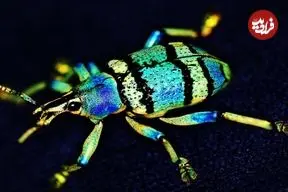 ببینید| زیباترین و بامزه ترین سوسک های خرطوم دار جهان