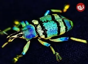 ببینید| زیباترین و بامزه ترین سوسک های خرطوم دار جهان