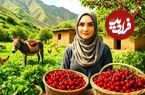 ببینید؛ غذای روستایی در ایران؛ خشک کردن زردآلو و پخت آلبالو پلو