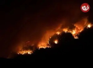 با گرم‌تر شدن زمین و سوختن جنگل‌ها، آیا می‌توان درختانی کاشت که دهه‌های آینده دوام بیاورند؟