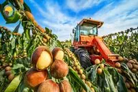 ببینید؛ مراحل دیدنی کاشت، برداشت و فرآوری ماکادمیا گرانترین آجیل دنیا در استرالیا