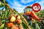 ببینید؛ مراحل دیدنی کاشت، برداشت و فرآوری ماکادمیا گرانترین آجیل دنیا در استرالیا