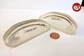 راز طول عمر ۵۰۷ ساله قدیمی‌ترین جانور منفرد دنیا