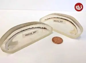 راز طول عمر ۵۰۷ ساله قدیمی‌ترین جانور منفرد دنیا