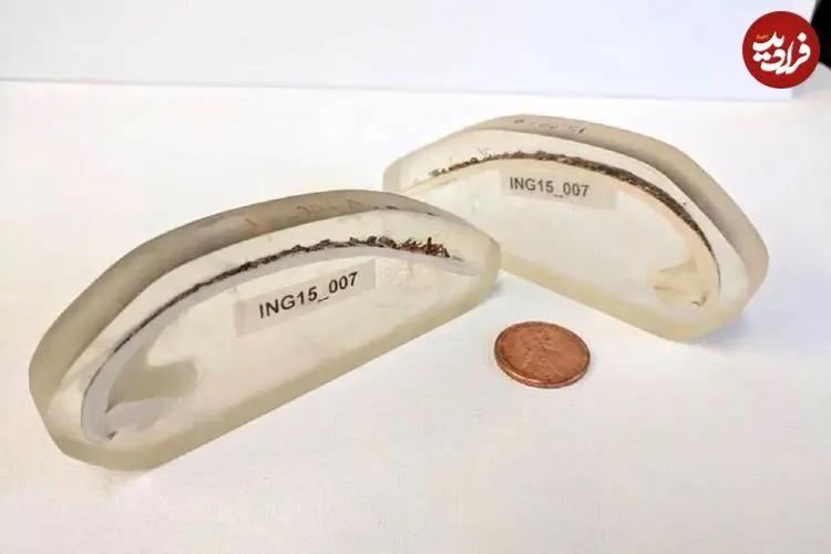 راز طول عمر ۵۰۷ ساله قدیمی‌ترین جانور منفرد دنیا