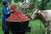 ببینید؛ غذای روستایی در آذربایجان؛ تهیه مربا و کیک توت فرنگی و پرتقال